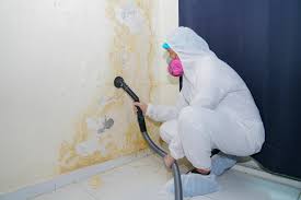 Why You Should Choose Our Mold Remediation Services in Carmel By The Sea, CA